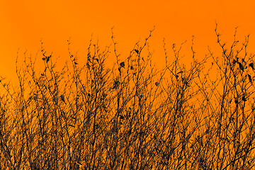 Image showing Dried plants on sepia background