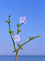Image showing Chicory flowering
