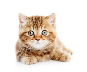 Image showing British Shorthair kitten cat isolated