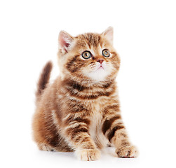 Image showing British Shorthair kitten cat isolated