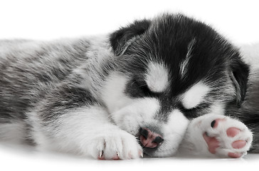 Image showing one Siberian husky puppy isolated