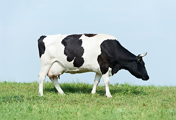 Image showing White black milch cow on green grass pasture