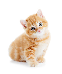 Image showing British Shorthair kitten cat isolated