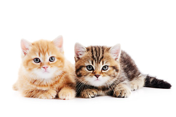 Image showing little british shorthair kittens cat