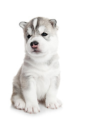 Image showing one Siberian husky puppy isolated