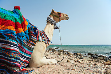 Image showing Camel Sitting at Red Sea beach