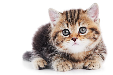 Image showing British Shorthair kitten cat isolated