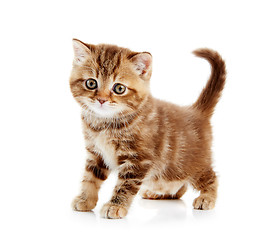 Image showing British Shorthair kitten cat isolated