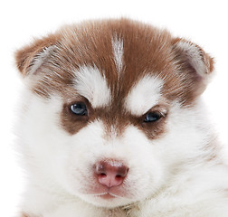 Image showing one Siberian husky puppy isolated