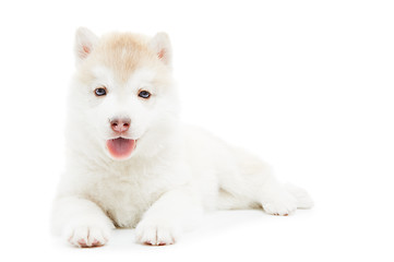 Image showing one Siberian husky puppy isolated