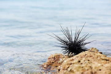 Image showing sea urchin