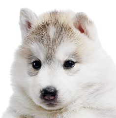 Image showing one Siberian husky puppy isolated