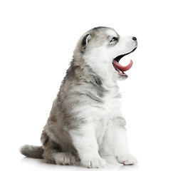 Image showing one Siberian husky puppy isolated