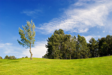 Image showing Tree