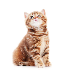 Image showing British Shorthair kitten cat isolated