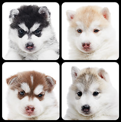 Image showing set of Siberian husky puppy isolated