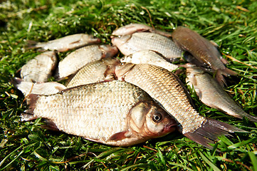 Image showing fresh river fish on grass