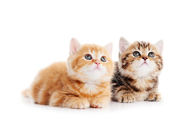 Image showing little british shorthair kittens cat