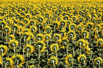 Image showing Field of Sunflowers