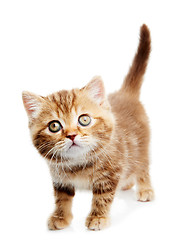 Image showing British Shorthair kitten cat isolated