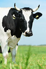 Image showing White black milch cow on green grass pasture