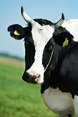 Image showing White black milch cow on green grass pasture