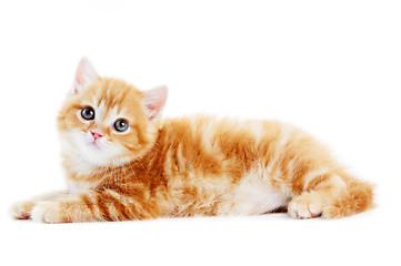 Image showing British Shorthair kitten cat isolated