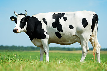 Image showing White black milch cow on green grass pasture