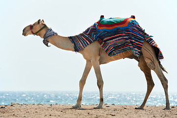 Image showing Camel at Red Sea beach