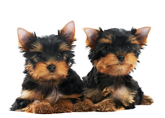 Image showing One Yorkshire Terrier (of three month) puppy dog