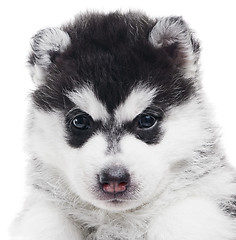 Image showing one Siberian husky puppy isolated