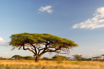 Image showing African Landscape