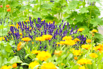 Image showing Flowerbed with Lavender