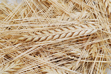 Image showing Wheat background