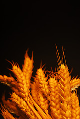 Image showing Wheat crops