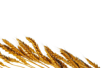 Image showing Wheat with copy space