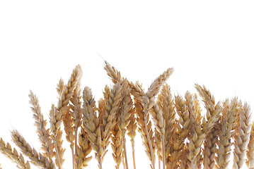 Image showing Wheat growth