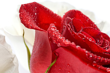 Image showing Fresh red rose