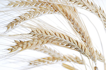 Image showing Wheat closeup