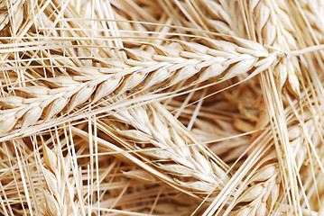 Image showing Bunch of wheat