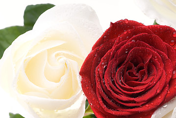 Image showing Two valentines roses