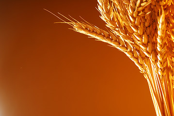 Image showing Wheat background framing