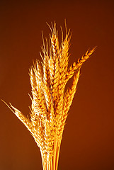 Image showing Bread Wheat