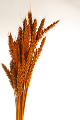 Image showing Wheat over white