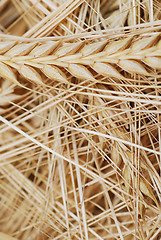 Image showing Wheat upclose