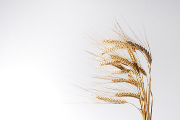 Image showing Wheat spikes