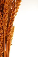 Image showing Wheat frame