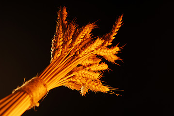 Image showing Golden Wheat