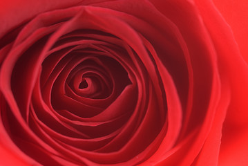Image showing Rose abstract