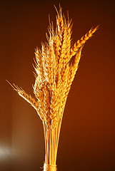 Image showing Wheat